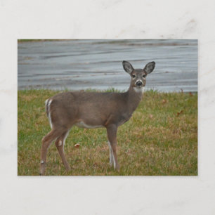 Deer Photo Briefkaart