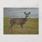 Deer Photo Briefkaart (Voorkant)