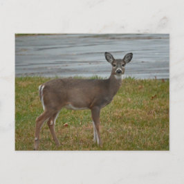 Deer Photo Briefkaart
