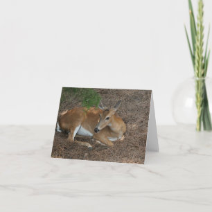 Deer Photo Folded Note Kaart
