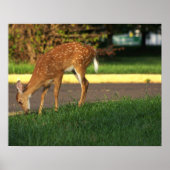 Deer Photo Poster (Voorkant)