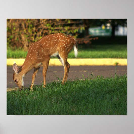 Deer Photo Poster (Voorkant)