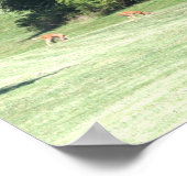 Deer Photo Poster (Hoek)