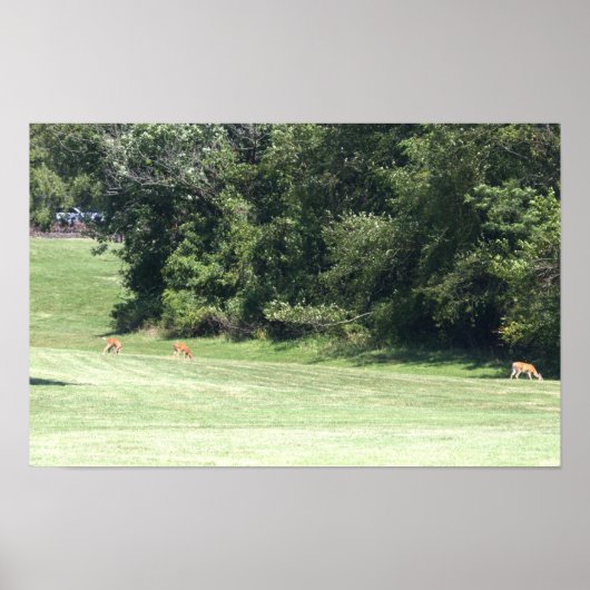 Deer Photo Poster (Voorkant)