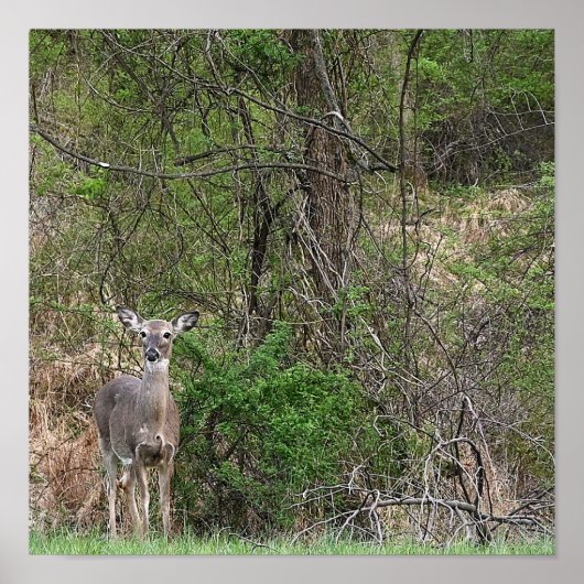 Deer Photo Poster (Voorkant)