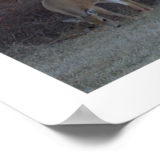 Deer Photo Poster (Hoek)