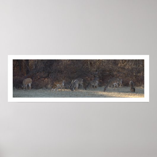 Deer Photo Poster (Voorkant)