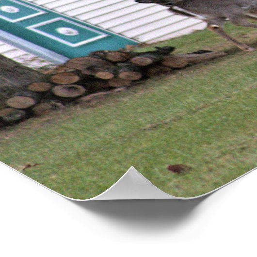 Deer Photo Poster (Hoek)