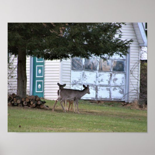 Deer Photo Poster (Voorkant)