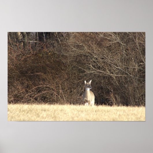 Deer Photo Poster (Voorkant)