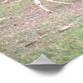 Deer Photo Poster (Hoek)