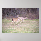 Deer Photo Poster (Voorkant)