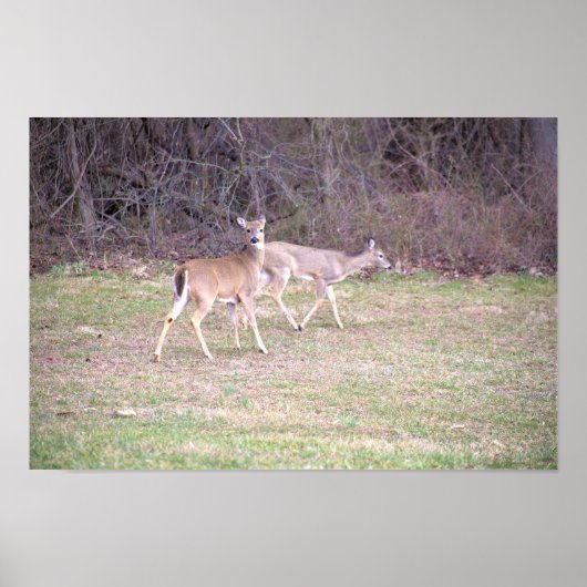 Deer Photo Poster (Voorkant)