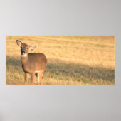 Deer Photo Poster (Voorkant)