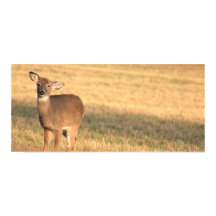 Deer Photo Poster