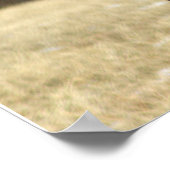 Deer Photo Poster (Hoek)