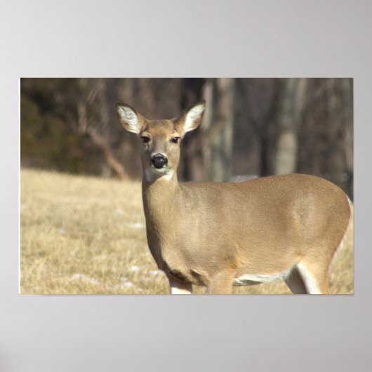 Deer Photo Poster (Voorkant)
