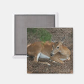Deer Photo Square Magnet (Voorkant / Achterkant)