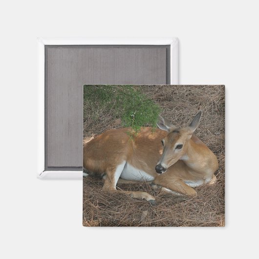 Deer Photo Square Magnet (Voorkant / Achterkant)
