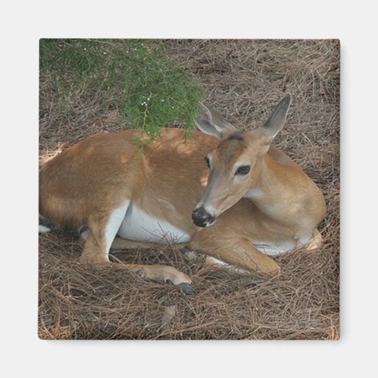 Deer Photo Square Magnet (Voorkant)