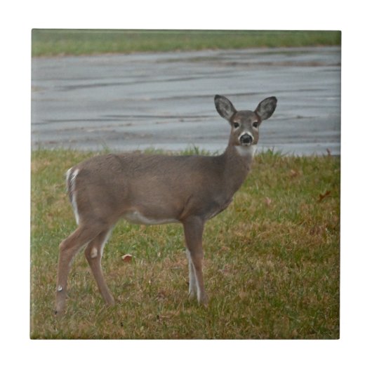 Deer Photo Tegeltje (Voorkant)