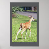 Deer Poster (Voorkant)