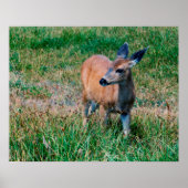 Deer Poster (Voorkant)