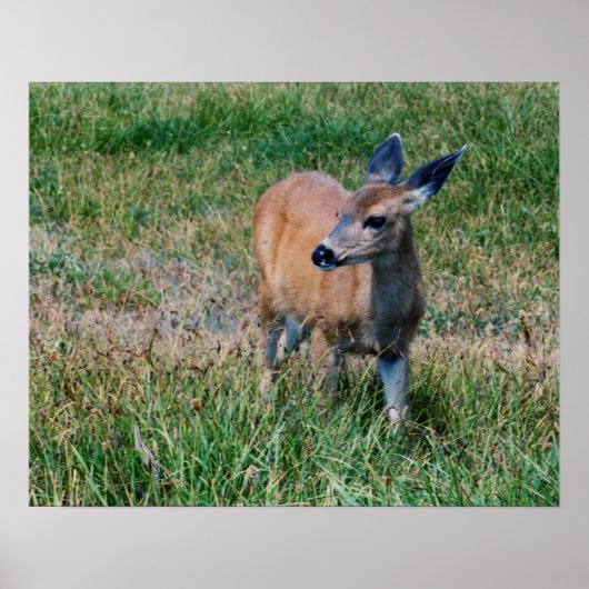 Deer Poster (Voorkant)