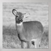Deer Poster (Voorkant)