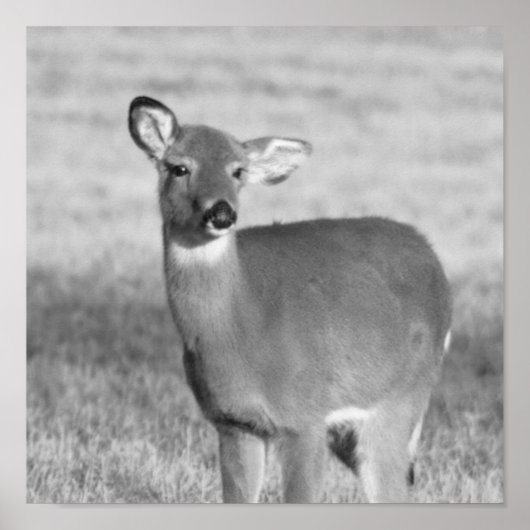 Deer Poster (Voorkant)