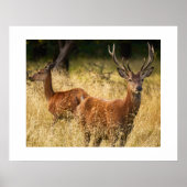 Deer Poster (Voorkant)