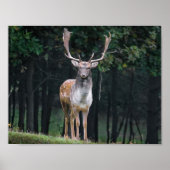 Deer Poster (Voorkant)