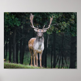 Deer Poster