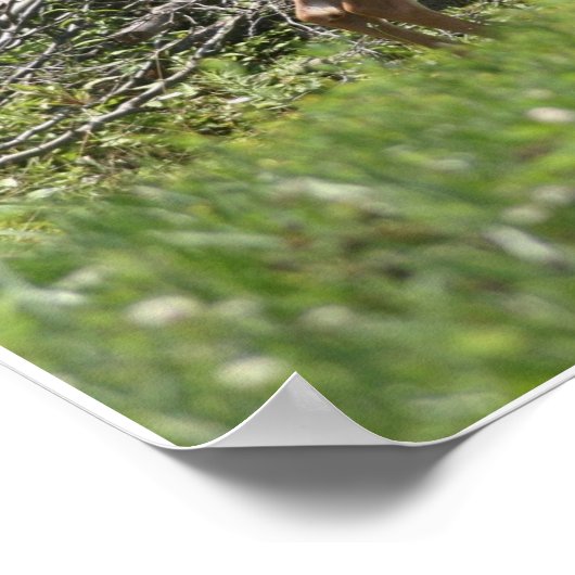 Deer Poster (Hoek)