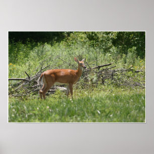 Deer Poster