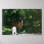 Deer, Poster (Voorkant)