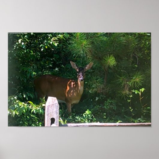 Deer, Poster (Voorkant)