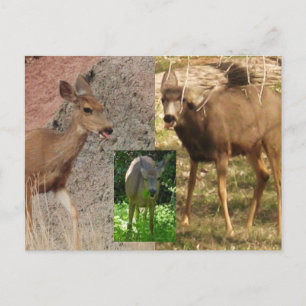 Deer Raspberries III Briefkaart