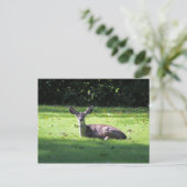 Deer Resting Lawn Briefkaart (Staand voorkant)