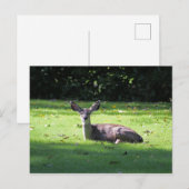 Deer Resting Lawn Briefkaart (Voorkant / Achterkant)
