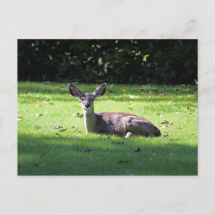 Deer Resting Lawn Briefkaart
