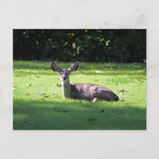 Deer Resting Lawn Briefkaart (Voorkant)