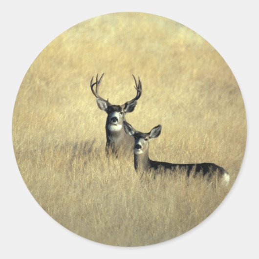 Deer Ronde Sticker (Voorkant)