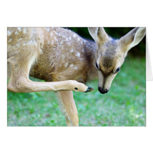 Deer - Scratch dat jeuk
