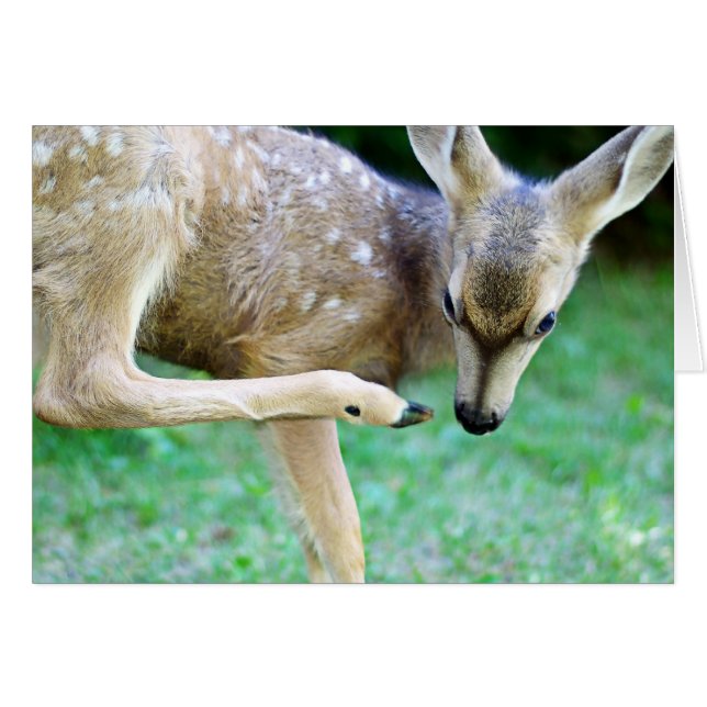 Deer - Scratch dat jeuk (Voorkant Horizontaal)