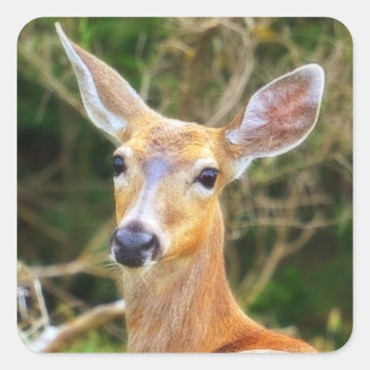 Deer Seal / Sticker / Label (Voorkant)