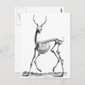 Deer Skeleton briefkaart (Voorkant / Achterkant)