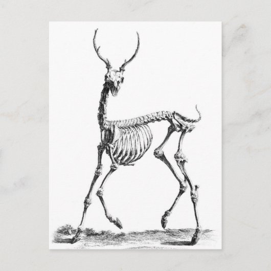 Deer Skeleton briefkaart (Voorkant)