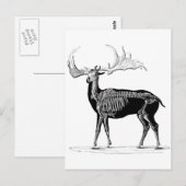 Deer skeleton briefkaart (Voorkant / Achterkant)