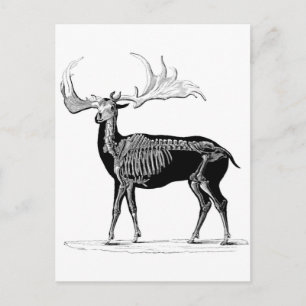 Deer skeleton briefkaart